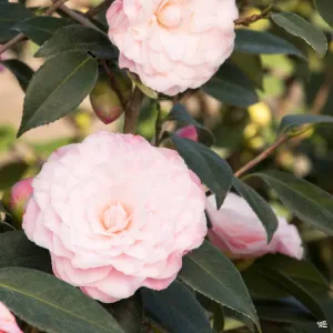 Camellia j. 'Nuccio's Pearl' | Monrovia